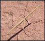 Walking Stick in the Superstitions
